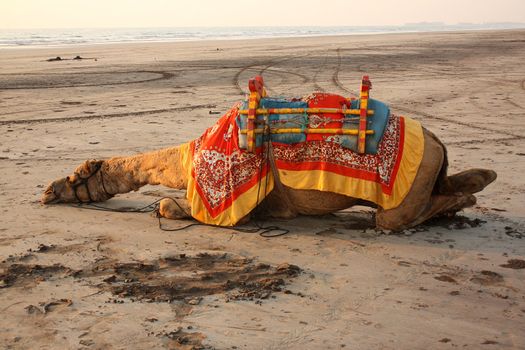 A tired camel meant for rides sleeps on the sands of a beach at sunset, in India.