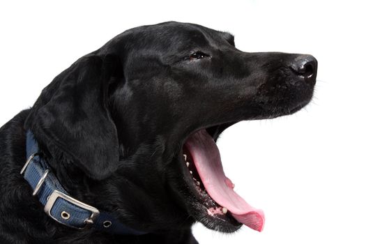 A tired black labrador retriever dog yawning, on white studio bacground.