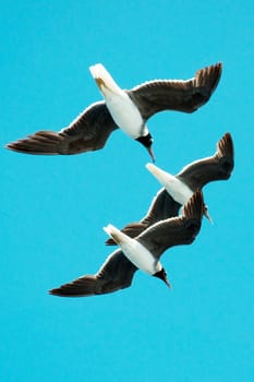 Three gulls hovering in the sky close up