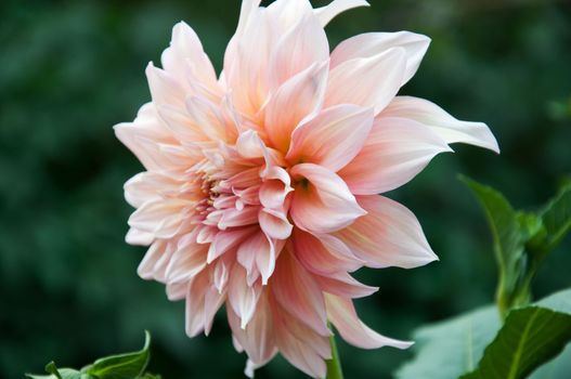 Peony pink on green background close up