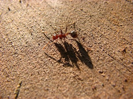 A red worker ant on a red surface.