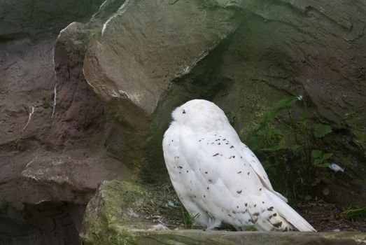 Snowy owl, large owl of the typical owl family Strigidae, sitting among stones.