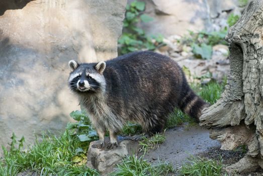 Racoon, medium-sized mammal native to North America, in forest.