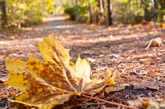 Close-up of maple autumn leaf on road