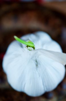 Garlic close up