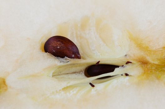Close up apple seed