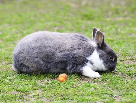 White and gray rabbit with his carrot in green grass