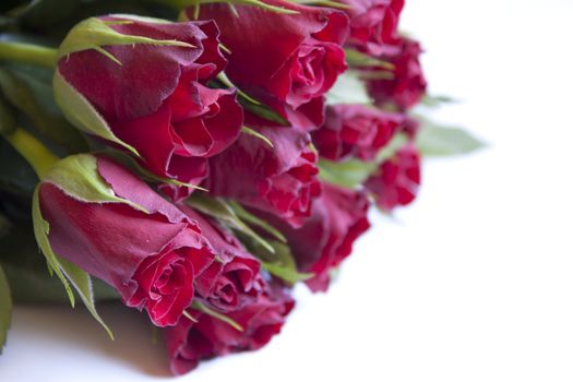 many beautiful red roses over white background