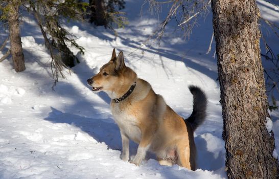 Red haired hunting dog  in winter. Bear Hunt