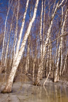 Background of natural birch tree forest trunks branches and snow defrosting in spring.