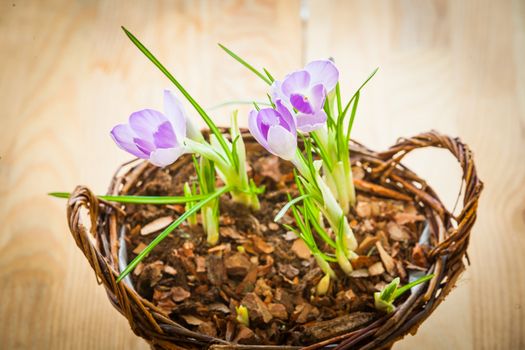 Clouse-up shoots of spring crocuses in a basket on a wooden background