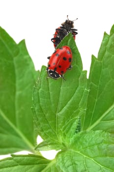Ladybugs on mint plant
