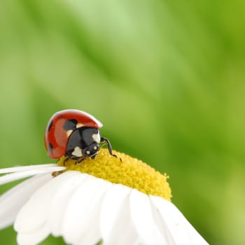  big red ladybug on camomile grass background