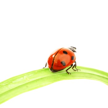 ladybug on grass isolated on white background