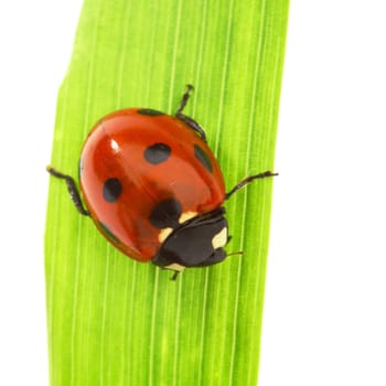 ladybug on grass isolated on white background