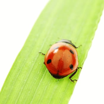 ladybug on grass isolated on white background