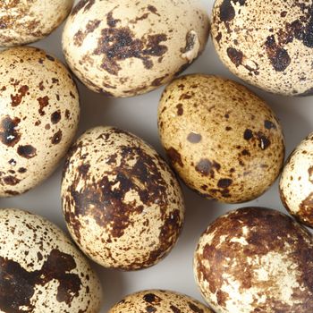 quail egg background macro close up
