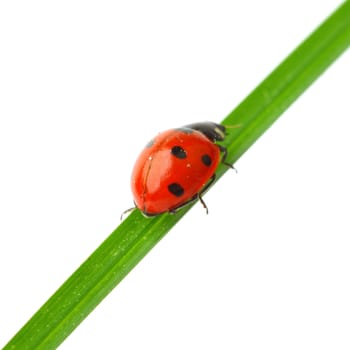 ladybug on grass isolated on white background
