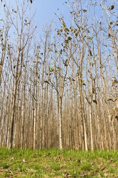 Teak trees at agricultural forest in summer