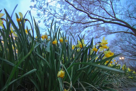 Daffodils on the meadow in spring evening