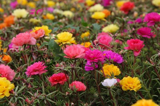 many bright flowers on the field