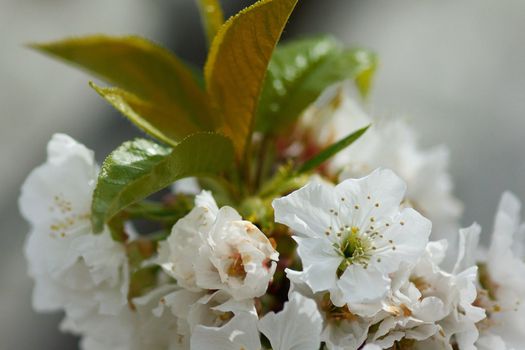 "A branch cherry blossoms filled at the beginning of the spring"
