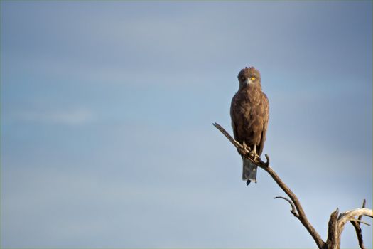 "A brown harrier-eagle standing on a branch watching the savannah in search of food"