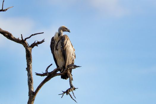 "A white-backed vulture standing on a branch watching the savannah in search of food"
123RF -Subida
Alamy - OK
Canstockphoto - Subida
Depositphotos - Subida
Fotolia - Subida
Mostphotos - OK
Photaki - Rechazada
Photodune - Subida
Photokore - Ok
