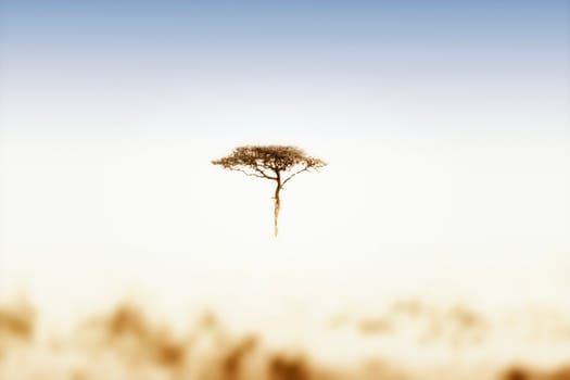 "Image of a lonely acacia, high key, in the middle of the savannah"
