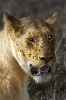 "Close image of the head of a lioness, beset by swarms of flies. Highlights on dark background"