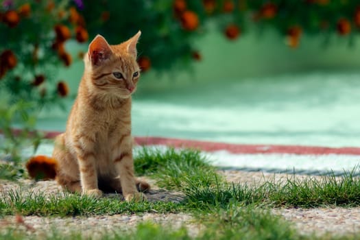 "A little cat rests in the garden before continuing with the game"