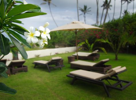 "Close-up of a flower with the background of a tropical beach resort in Kenya"