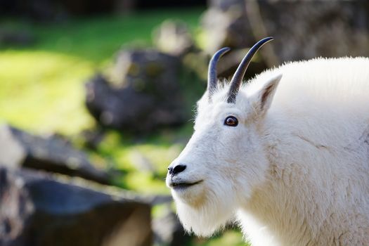 Head and neck of bearded and horned Rocky Mountain Goat with soft focus background