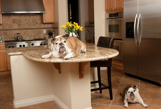Bulldogs in the kitchen