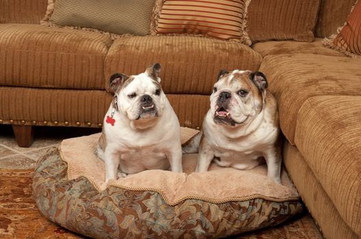 Bulldogs with their bed