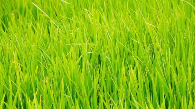 Green grass background texture straight