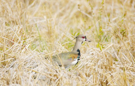 Photo of a southern lapwing bird (vanellus chilensis)