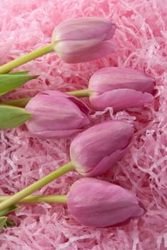 Easter tulips on pink 