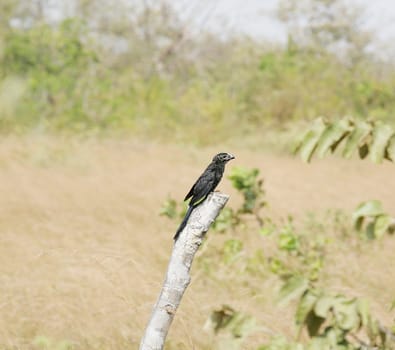 Smooth-billed Ani (Crotophaga ani) perched on a branch