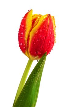 Tulip covered with small water drops. Isolated on white.