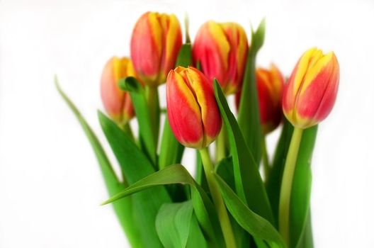 Bunch of multicolored tulips on white background