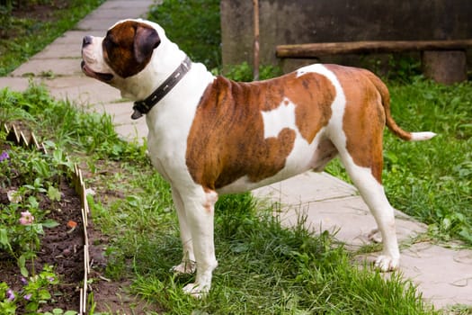 Adult american bulldog walking oudoors