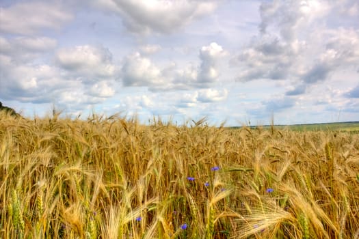 Beautiful summer landscape with a golden wheat field (HDR image)