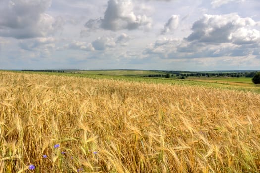 Beautiful summer landscape with a golden wheat field (HDR image)