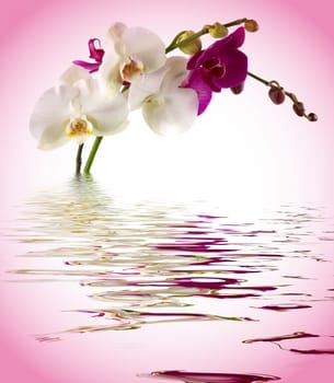 Orchid in water and reflection