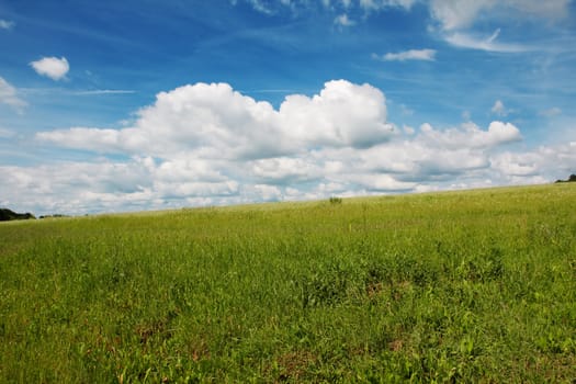 Beautiful summer landscape with a golden wheat field (HDR image)