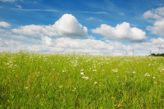 Beautiful summer landscape with a camomile field