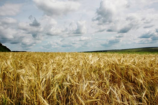 Beautiful summer landscape with a golden wheat field
