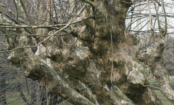 Trunks and branches of plane trees in the winter