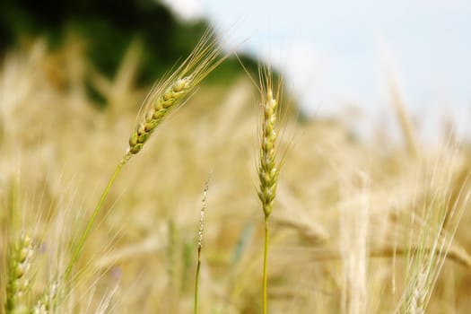  Ear of wheat closeup over field